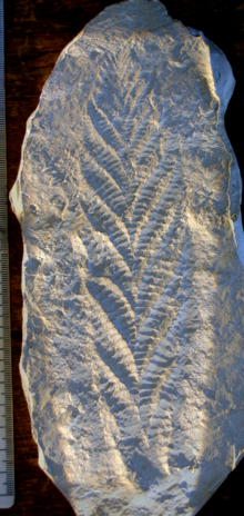 A cast of the holotype of Charnia masoni. Metric scale.