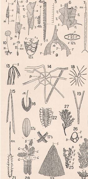 Graptolita morfológia az Encyclopædia Britannica illusztrációján