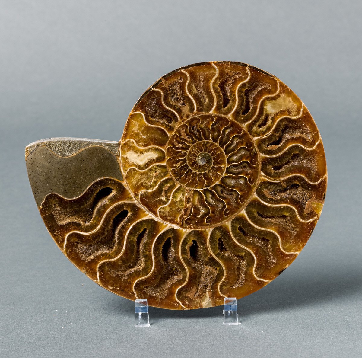 Ammonite from Madagascar