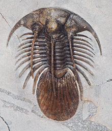 Kolihapeltis trilobita, kora devon, mintegy 400 mya