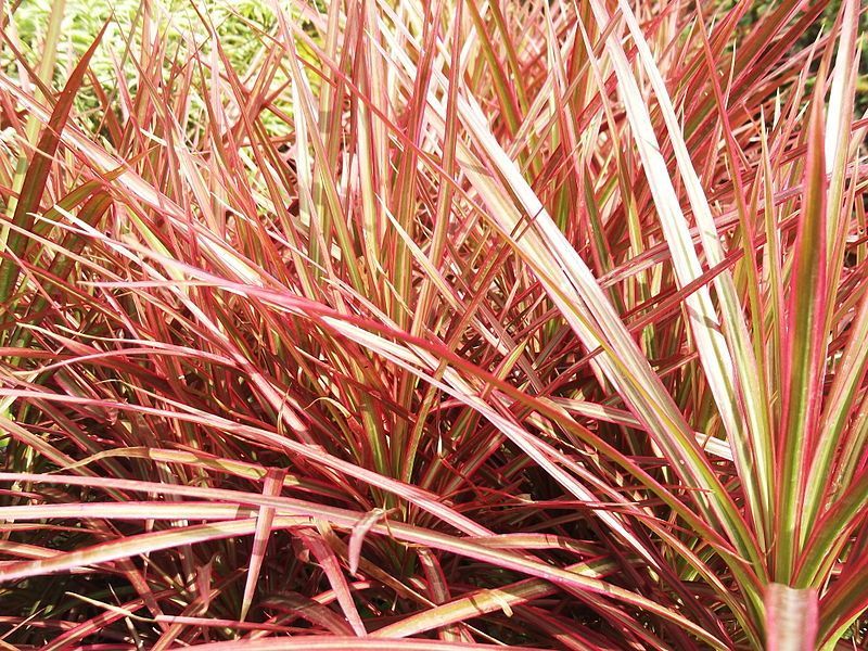 dracena presadjivanje Dracena main image 1